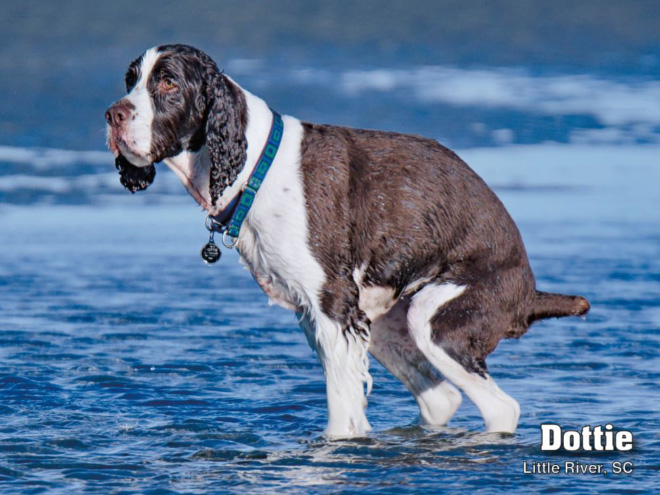 Pooping dogs are beautiful!