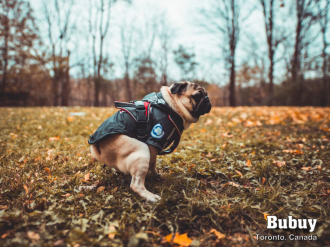 Pooping dogs are beautiful!