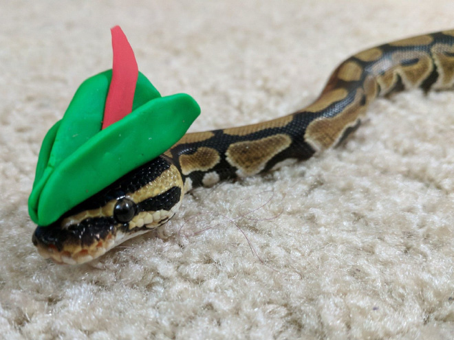 Just a photo of snake wearing a tiny hat.