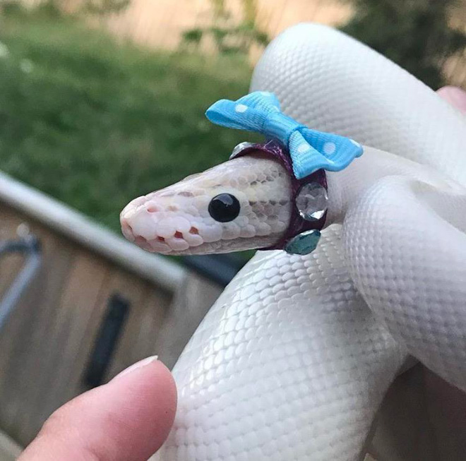 Just a photo of snake wearing a tiny hat.