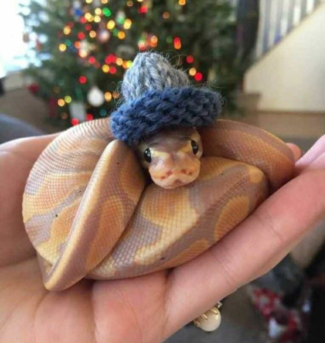 Just a photo of snake wearing a tiny hat.