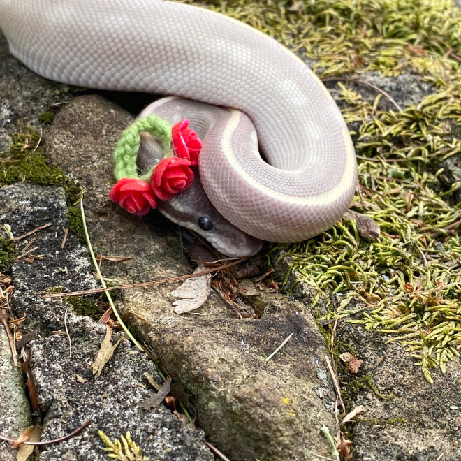 Just a photo of snake wearing a tiny hat.