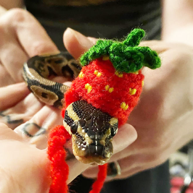 Just a photo of snake wearing a tiny hat.