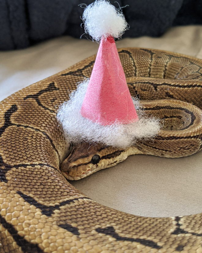 Just a photo of snake wearing a tiny hat.