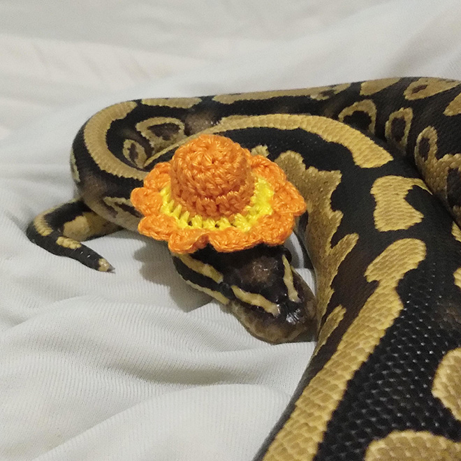 Just a photo of snake wearing a tiny hat.