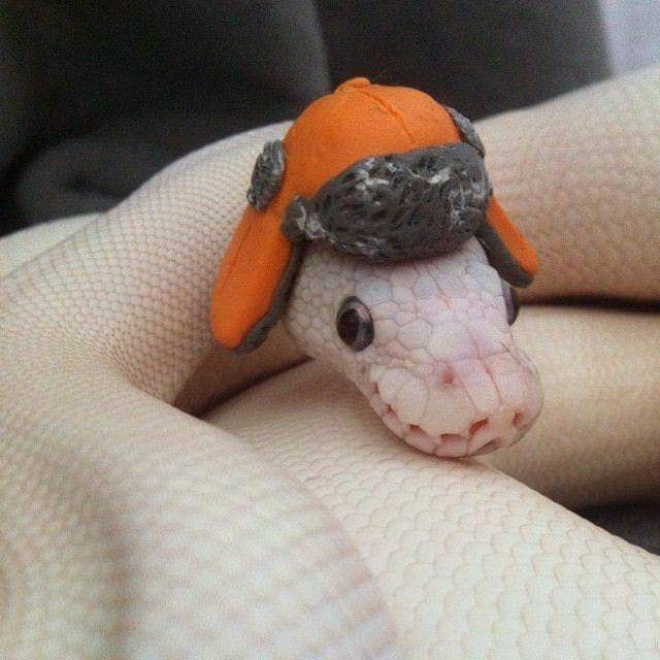 Just a photo of snake wearing a tiny hat.