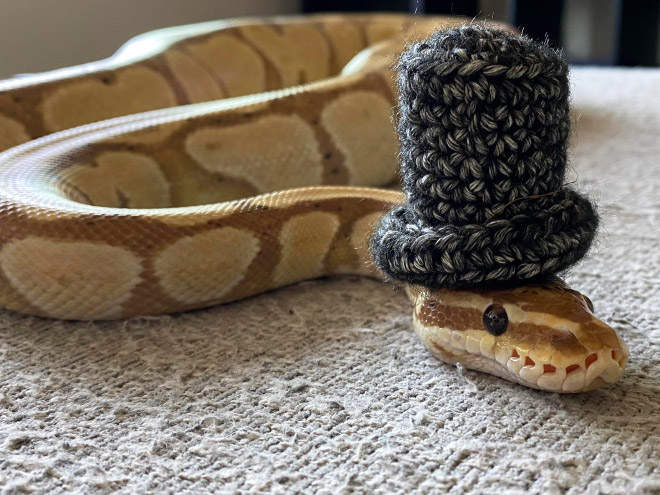 Just a photo of snake wearing a tiny hat.