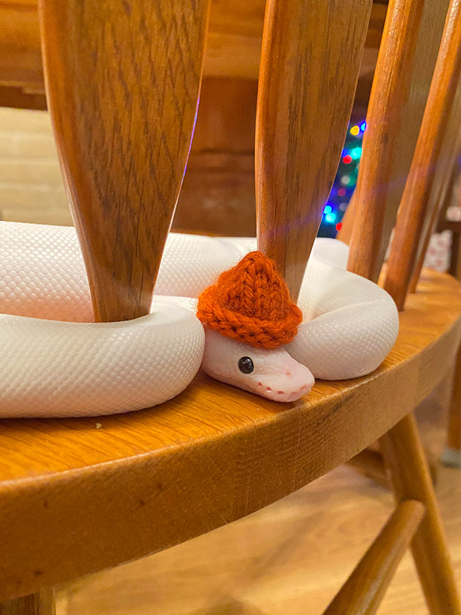 Just a photo of snake wearing a tiny hat.