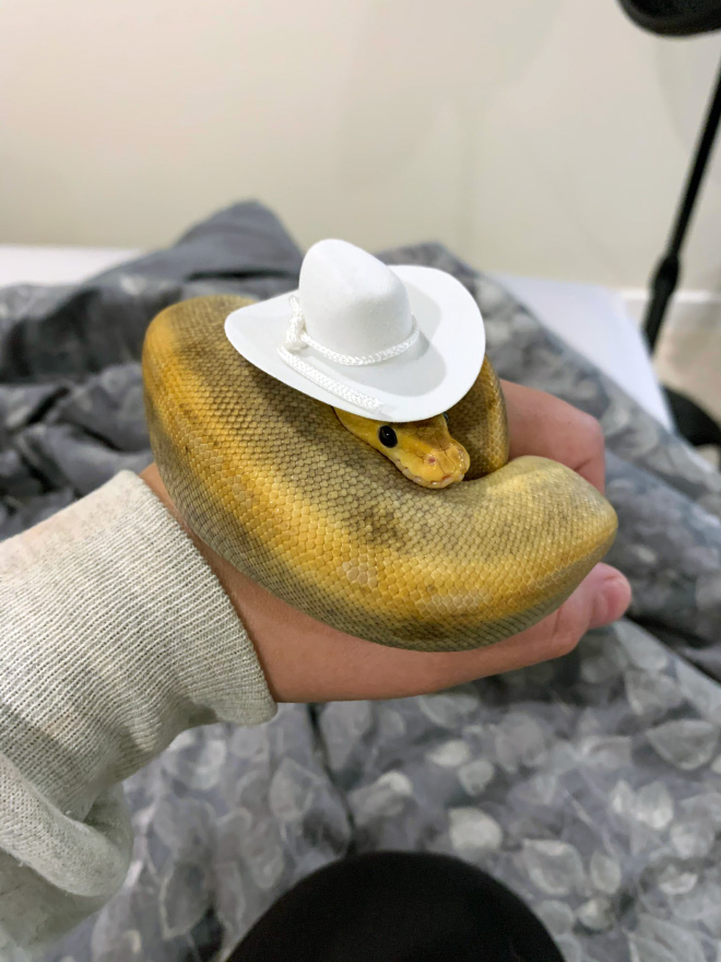 Just a photo of snake wearing a tiny hat.