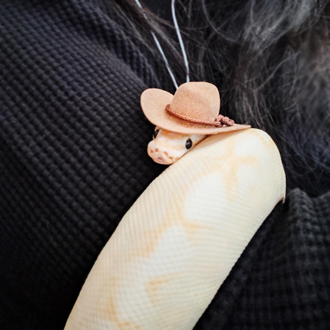 Just a photo of snake wearing a tiny hat.