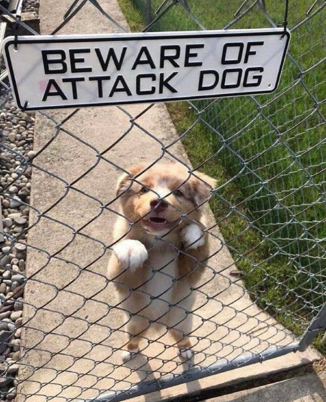 Beware of this dangerous guard dog!