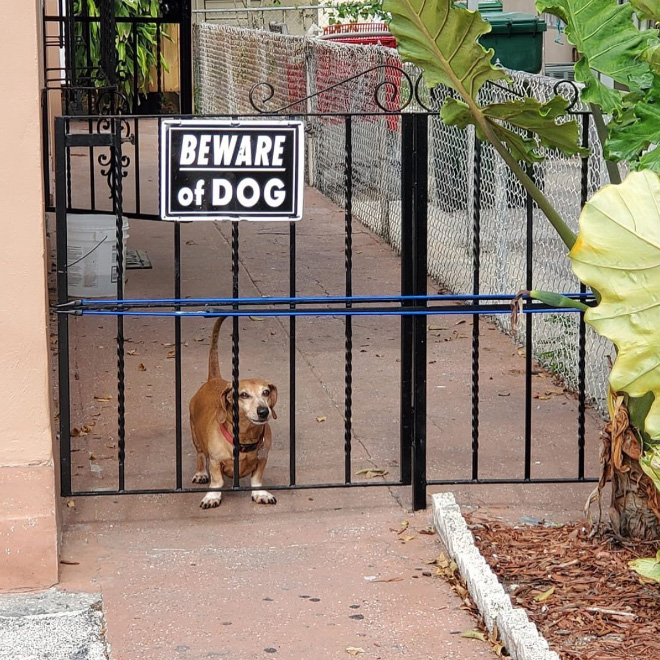 Beware of this dangerous guard dog!