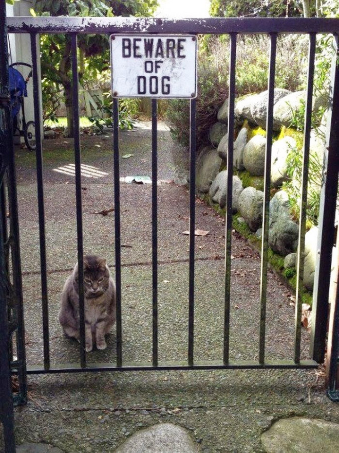 Beware of this dangerous guard dog!