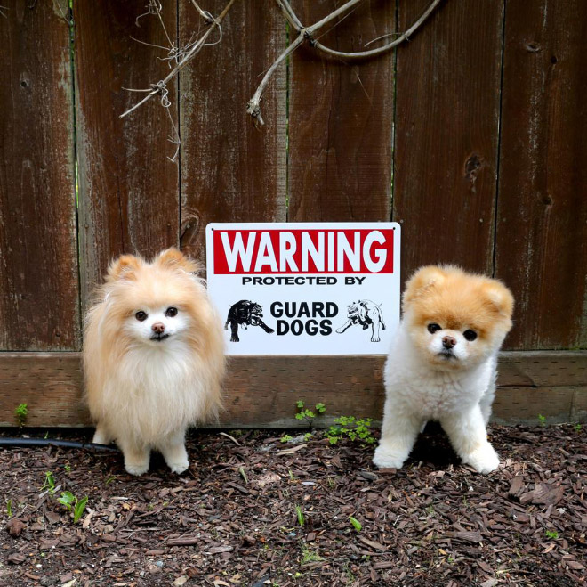 Beware of this dangerous guard dog!