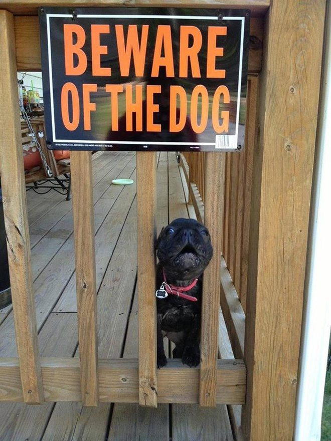 Beware of this dangerous guard dog!