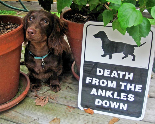 Beware of this dangerous guard dog!