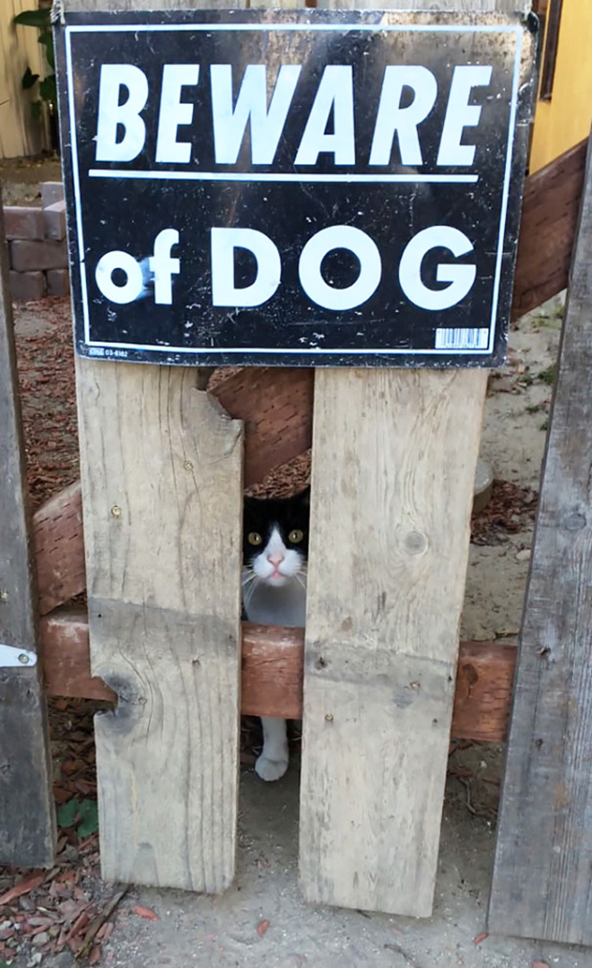 Beware of this dangerous guard dog!