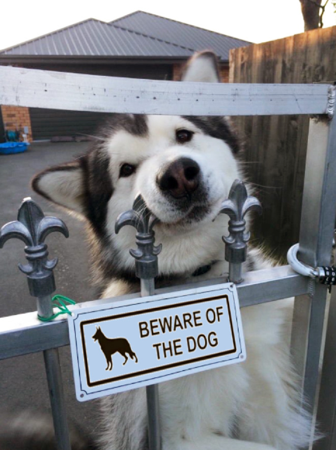 Beware of this dangerous guard dog!