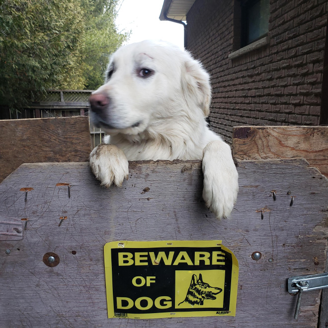 Beware of this dangerous guard dog!