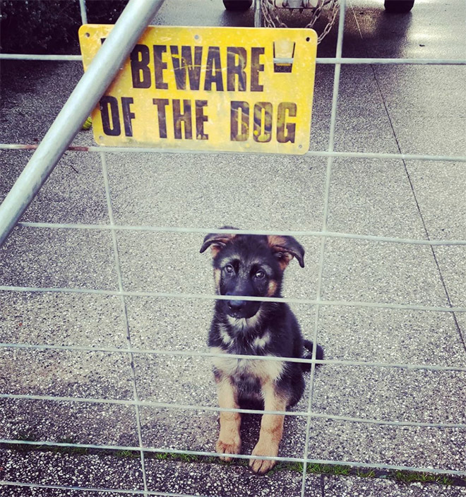 Beware of this dangerous guard dog!