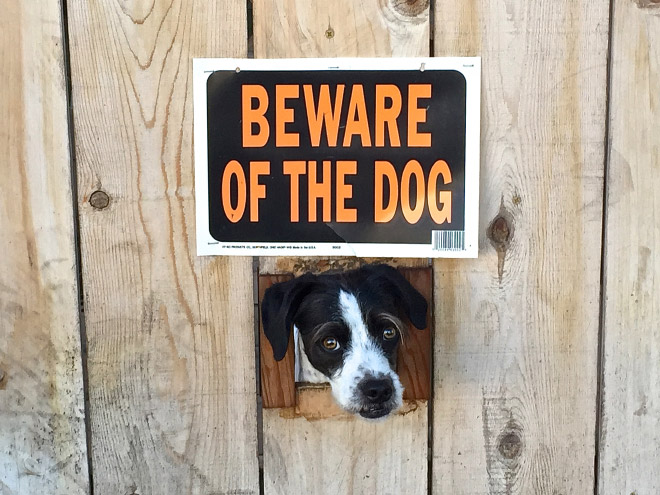 Beware of this dangerous guard dog!