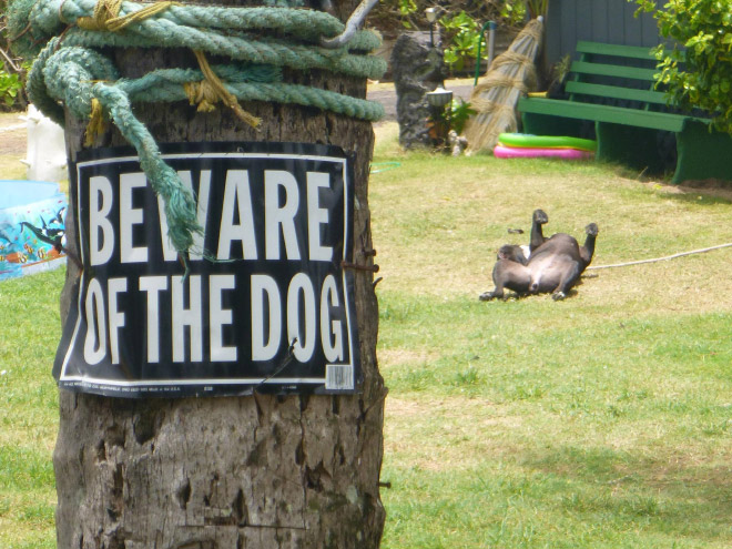 Beware of this dangerous guard dog!