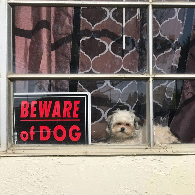 Beware of this dangerous guard dog!