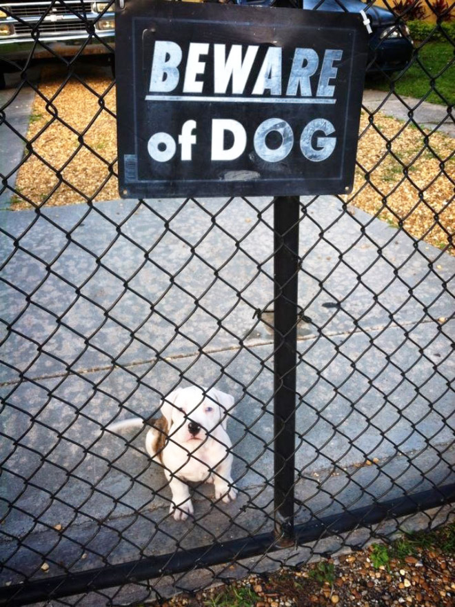 Beware of this dangerous guard dog!