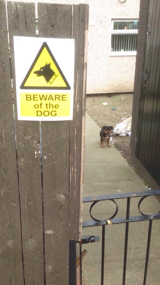 Beware of this dangerous guard dog!