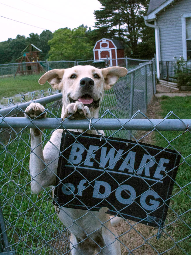 Beware of this dangerous guard dog!