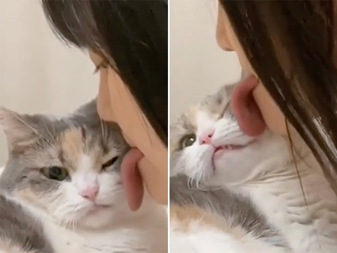 Fake tongue for licking your cat.