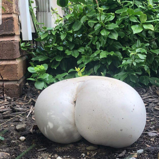 Mushroom butt!