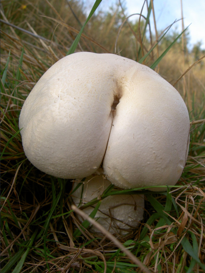 Mushroom butt!