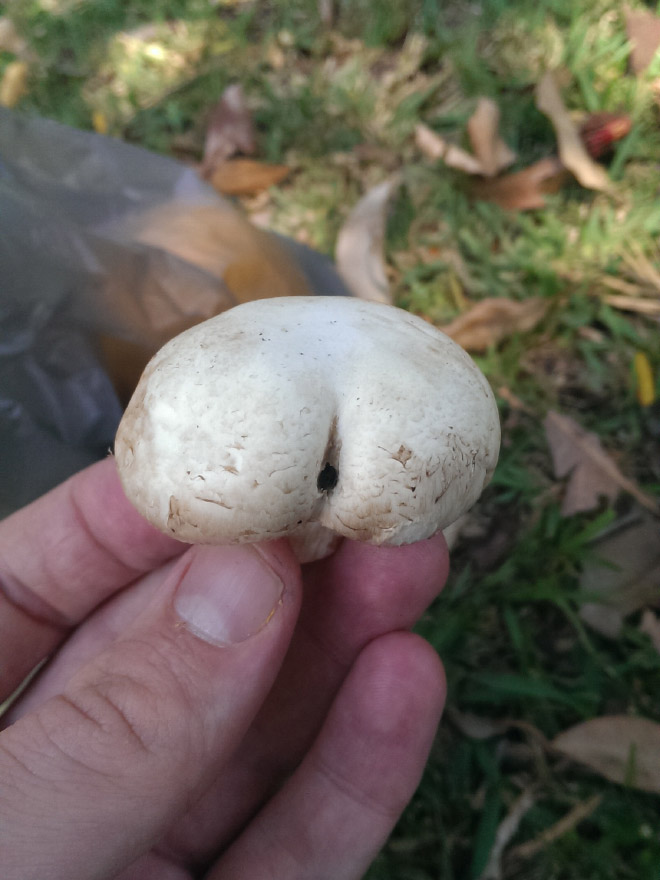 Mushroom butt!