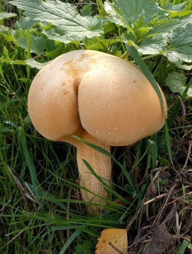 Mushroom butt!