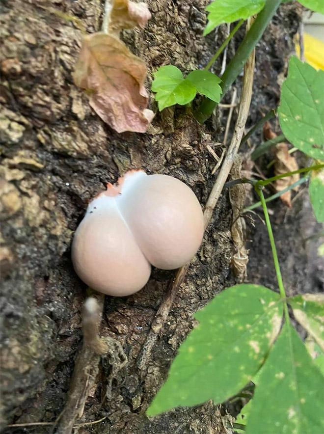 Mushroom butt!