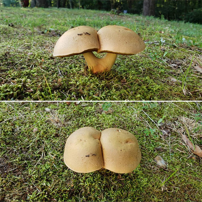 Mushroom butt!