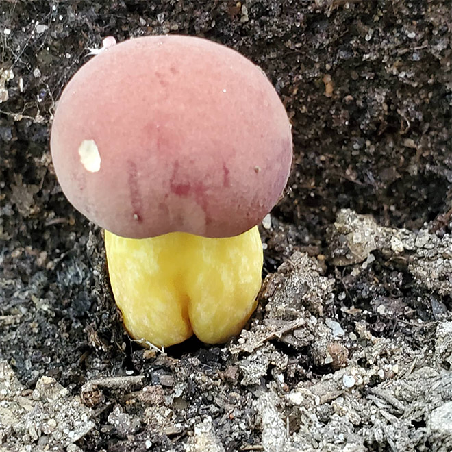 Mushroom butt!