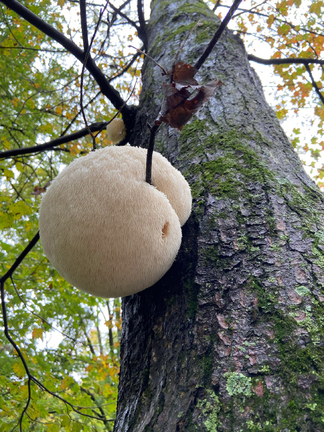 Mushroom butt!