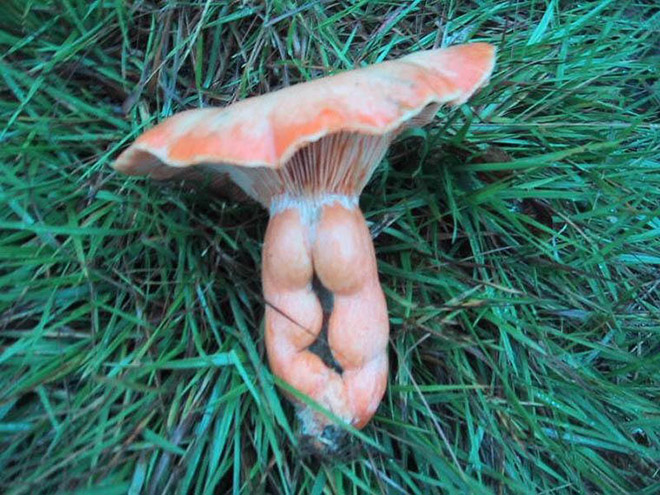 Mushroom butt!