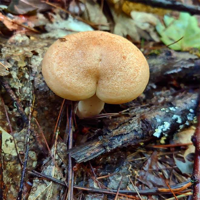 Mushroom butt!