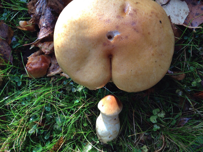 Mushroom butt!