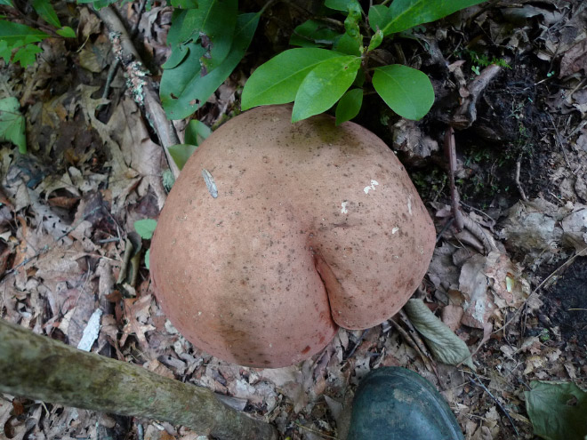Mushroom butt!
