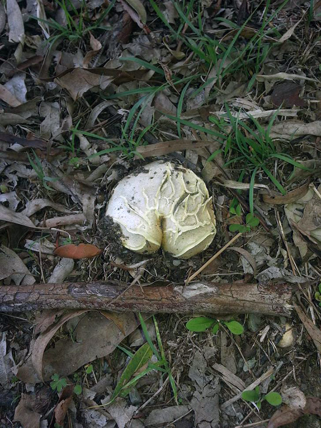 Mushroom butt!