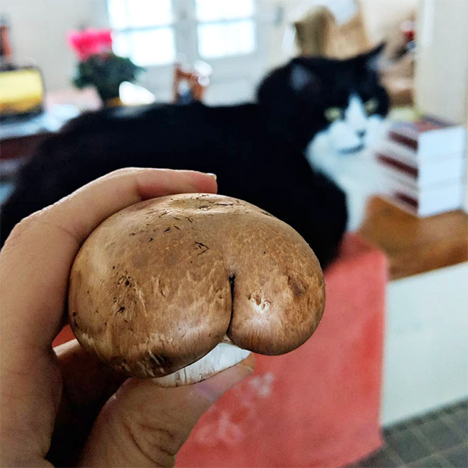 Mushroom butt!