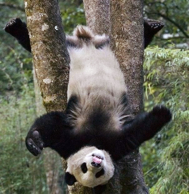 Pandas... There's a reason why they're endangered.