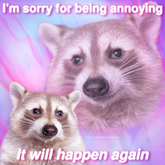 Raccoon memes are the best memes.