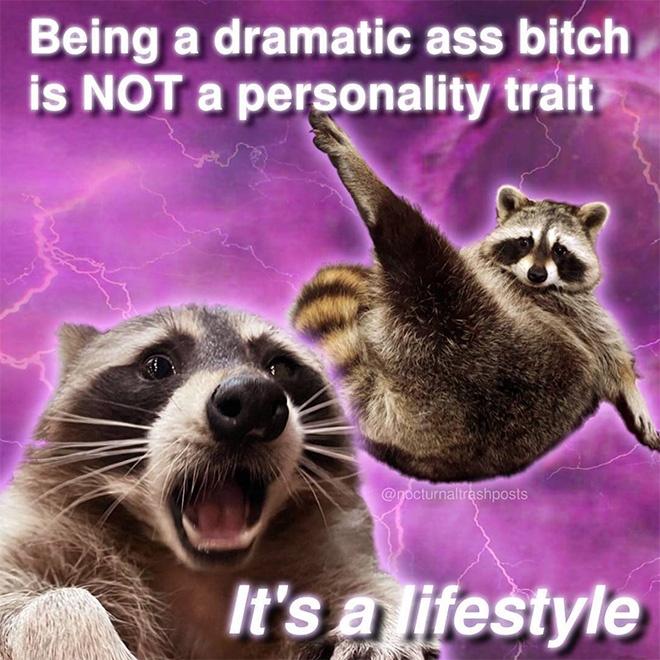 Raccoon memes are the best memes.