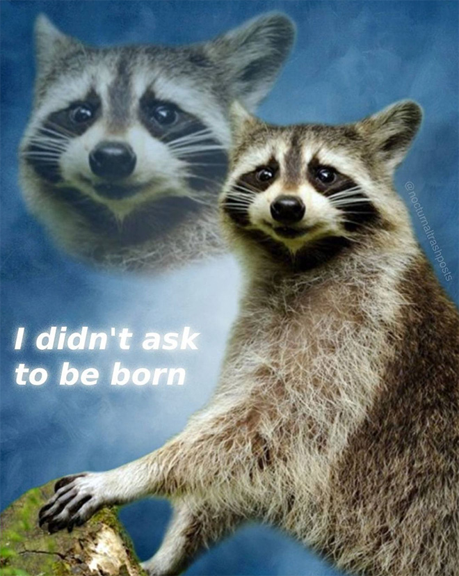 Raccoon memes are the best memes.