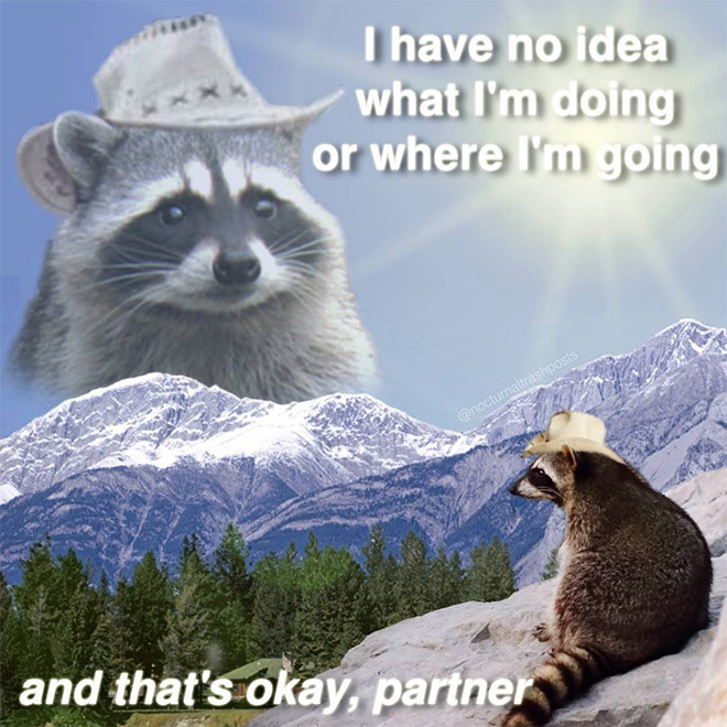 Raccoon memes are the best memes.